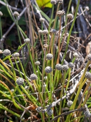 Eriocaulon