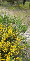 Acacia brachybotrya