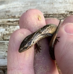 Oligosoma polychroma