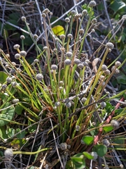 Eriocaulon