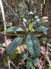 Cyrtandra longifolia