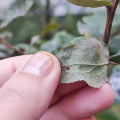 Erysiphe berberidis