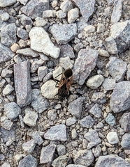 Rhyparochromus vulgaris