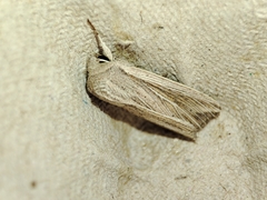 Mythimna riparia