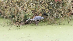 Ardea cinerea cinerea