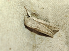 Mythimna riparia