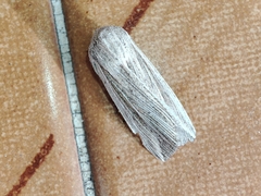 Mythimna riparia