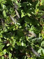 Formicinae