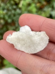 Amaropostia stiptica