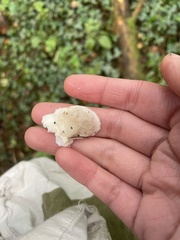 Amaropostia stiptica