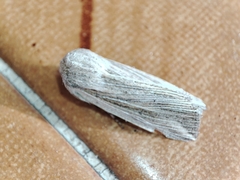 Mythimna riparia