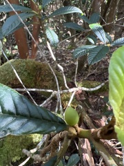 Cyrtandra longifolia