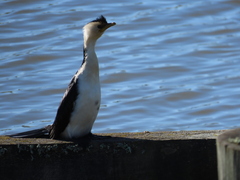 Microcarbo melanoleucos brevirostris