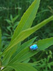 Hoplia coerulea