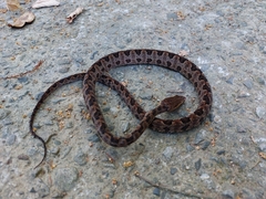 Protobothrops mucrosquamatus
