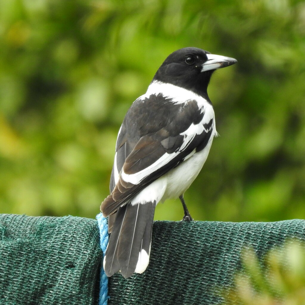 Pied Butcherbird