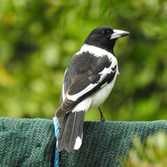 Cracticus nigrogularis