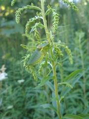 Isophya pyrenaea