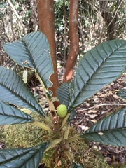 Cyrtandra longifolia