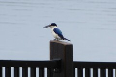 Todiramphus macleayii