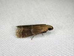 Pseudocadra cuprotaeniella