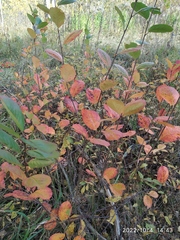 Aronia mitschurinii