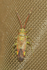 Pantilius tunicatus