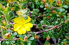 Hibbertia monogyna