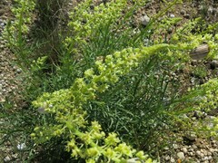 Reseda lutea