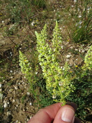 Reseda lutea