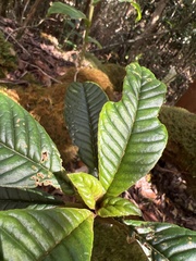 Cyrtandra longifolia