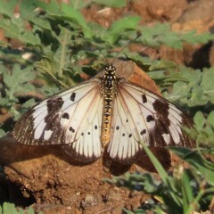 Acraea encedon encedon