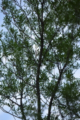 Fraxinus greggii