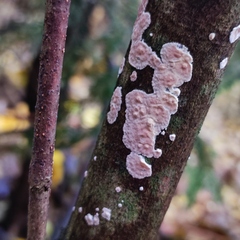 Corticium roseum
