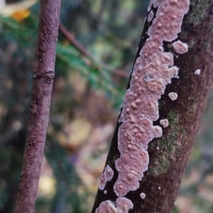 Corticium roseum