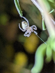 Eriophora edax