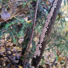 Corticium roseum