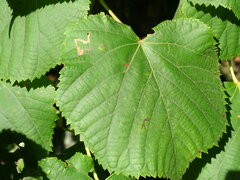 Stigmella tiliae