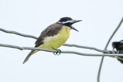 Pitangus sulphuratus