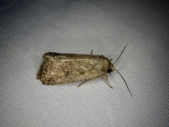 Spodoptera depravata