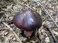 Russula torulosa