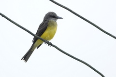 Tyrannus melancholicus