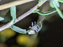 Eriophora edax