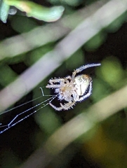 Eriophora edax