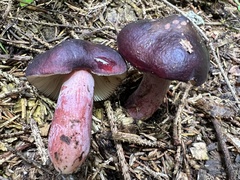 Russula torulosa