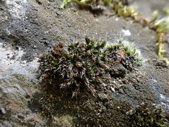 Schistidium flaccidum