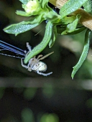 Eriophora edax