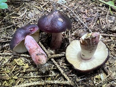 Russula torulosa