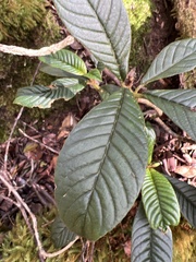 Cyrtandra longifolia