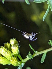 Eriophora edax
